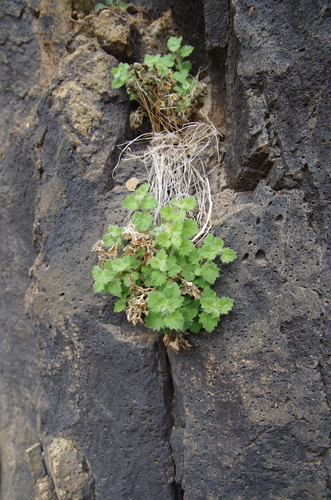 Image of Laphamia rupestris by (c) Eric Knight, some rights reserved (CC BY)