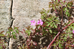 Geranium robertianum