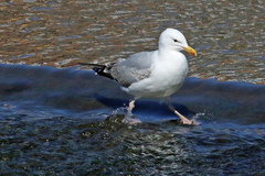 Larus argentatus