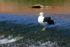 Larus fuscus