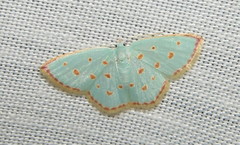 Comostolopsis stillata