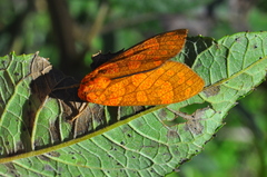 Elysius pyrosticta