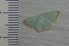 Comostolopsis stillata