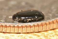 Platylomalus aequalis