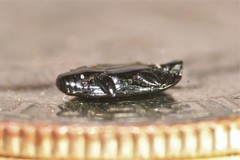 Platylomalus aequalis