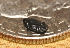 Platylomalus aequalis