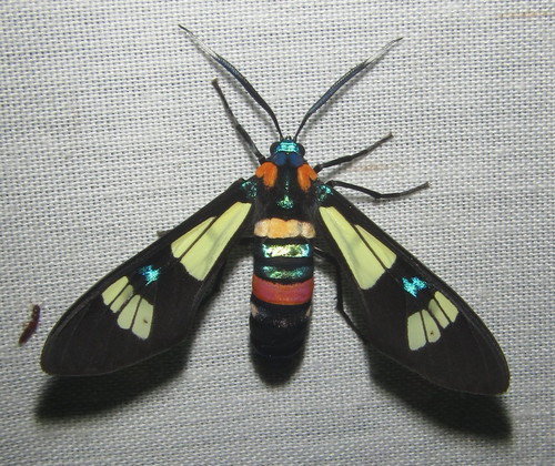 Splendorous Hornet Handmaiden Moth