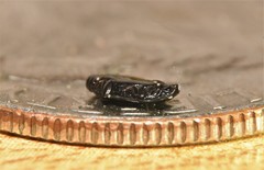 Platylomalus aequalis