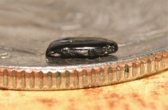 Platylomalus aequalis