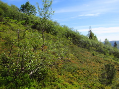 Betula pubescens pumila