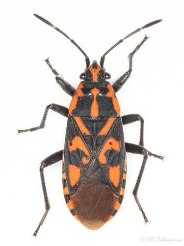 Rotsridderwants, photo 6 of 10