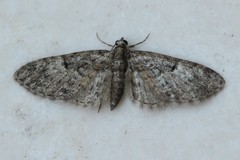 Eupithecia dodoneata
