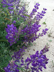 Lupinus albifrons