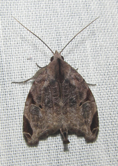 Bagisarinae