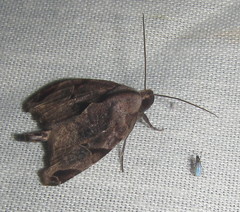 Bagisarinae