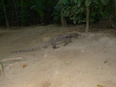 Varanus palawanensis