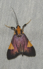 Ulopeza conigeralis