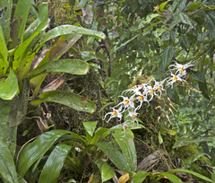 Oncidium cirrhosum