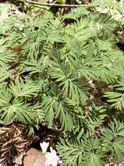 Dicentra canadensis