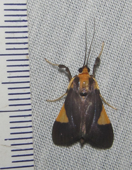 Ulopeza conigeralis