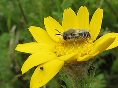 Colletes