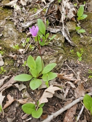 Primula fassettii
