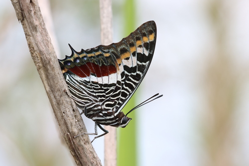 Giant Charaxes