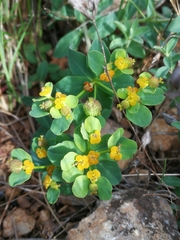 Euphorbia flavicoma