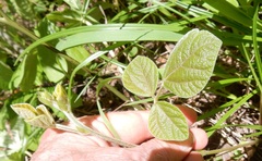 Desmodium rotundifolium