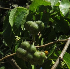 Grewia occidentalis occidentalis