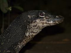 Varanus palawanensis