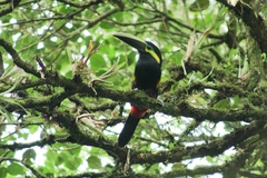 Selenidera spectabilis