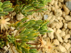 Senecio tristis