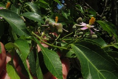 Grewia occidentalis occidentalis