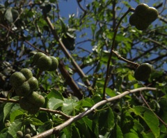 Grewia occidentalis occidentalis