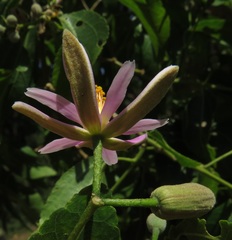 Grewia occidentalis occidentalis