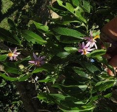 Grewia occidentalis occidentalis