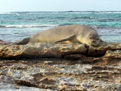 Hawaiian Monk Seal photo 2