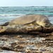 Hawaiian Monk Seal - Photo (c) Andy Bridges, some rights reserved (CC BY-NC)