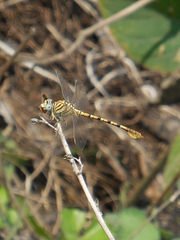 Paragomphus lineatus