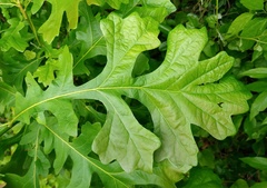 Quercus macrocarpa