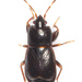 Plinthisus brevipennis - Photo 由 Olli Pihlajamaa 所上傳的 (c) Olli Pihlajamaa，保留部份權利CC BY-NC
