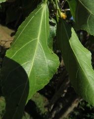 Grewia occidentalis occidentalis