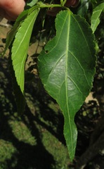Grewia occidentalis occidentalis