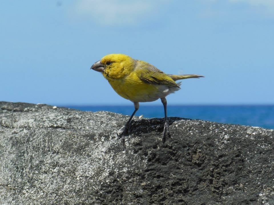 Laysan Finch (Telespiza cantans) photo