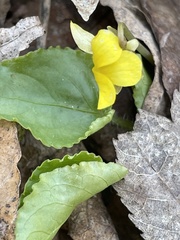 Viola rotundifolia