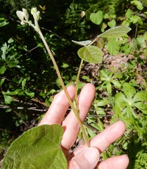 Desmodium rotundifolium
