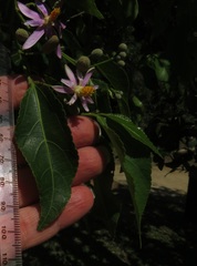 Grewia occidentalis occidentalis