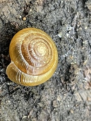 Gastrodontidae