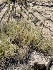 Agave schottii schottii